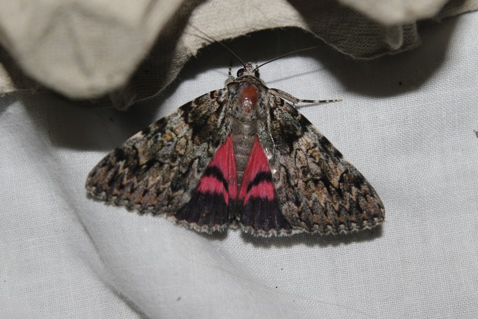 Catocala promissa - kis tölgyfa-övesbagoly