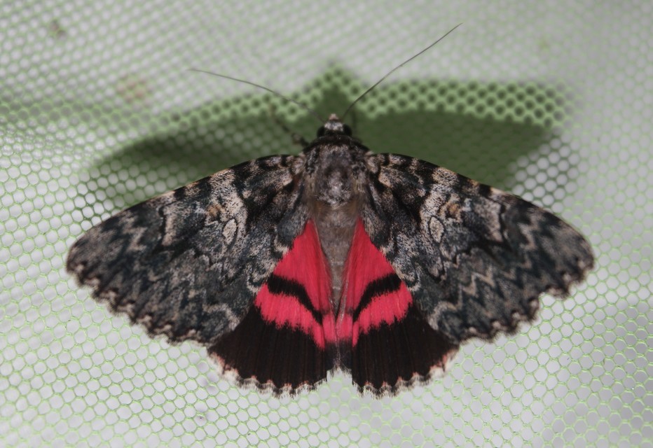 Catocala promissa - kis tölgyfa-övesbagoly