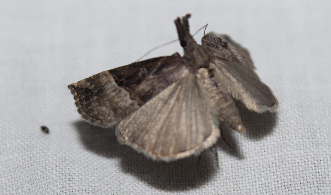 Hypena rostralis - közönséges karcsúbagoly