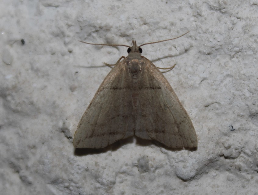 Herminia grisealis - ligeti karcsúbagoly