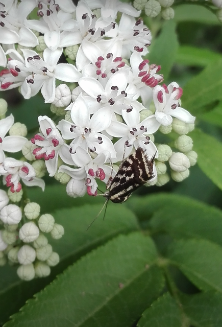 Emmelia trabealis - zebrabagoly