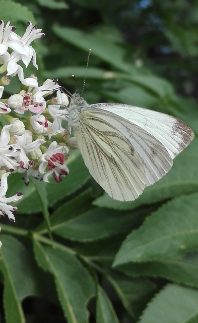 Pieris napi - repcelepke