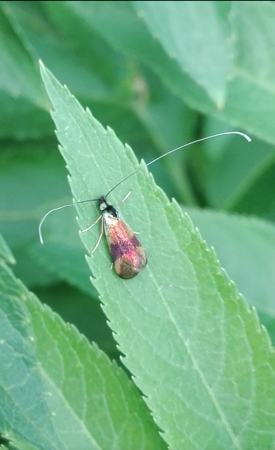 Nemophora fasciella - feketesávú tőrösmoly