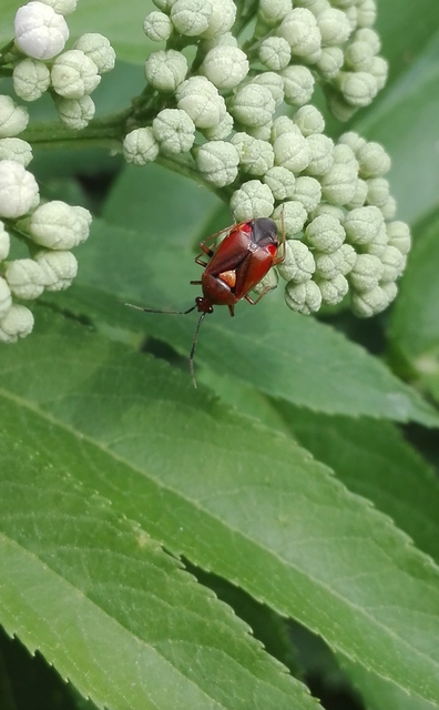 Deraeocoris ruber - vöröses mezeipoloska