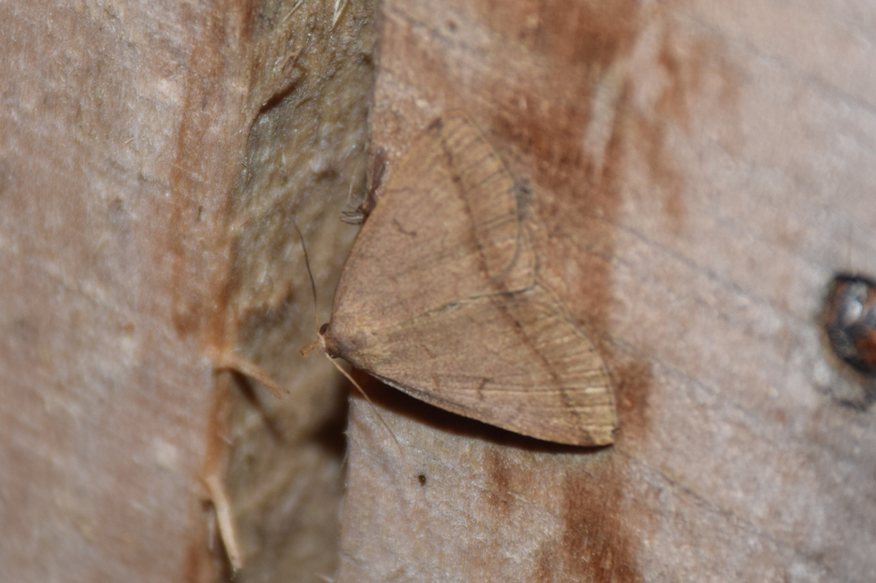 Zanclognatha lunalis - pelyheslábú karcsúbagoly
