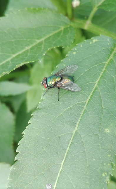 Lucilia