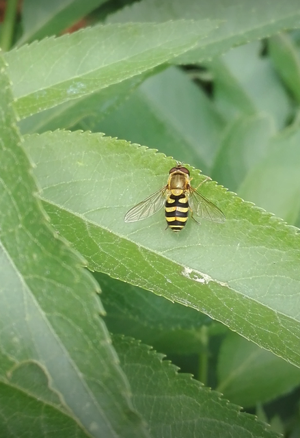 Syrphidae - zengőlegyek