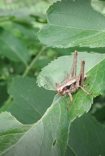 Pholidoptera griseoaptera - szürke avarszöcske