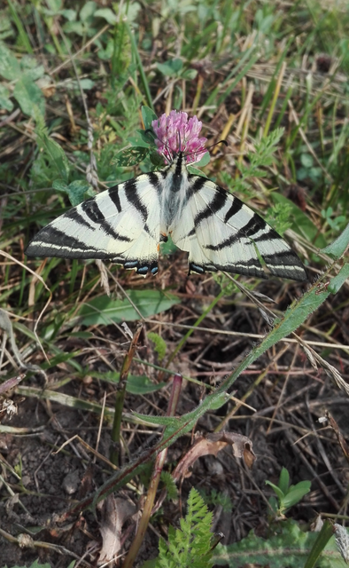 Iphiclides podalirius - kardoslepke