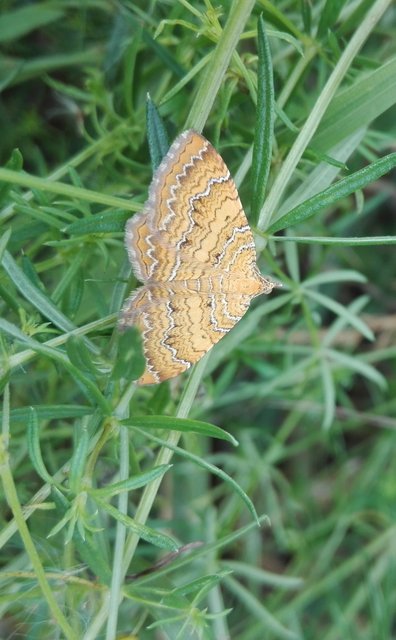 Camptogramma bilineata - kétvonalas sávosaraszoló