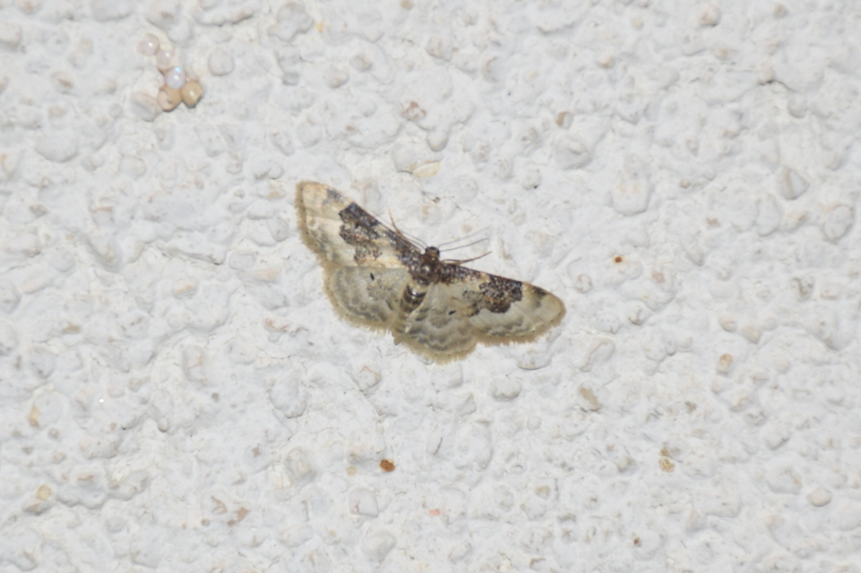Idaea rusticata - tarka apróaraszoló