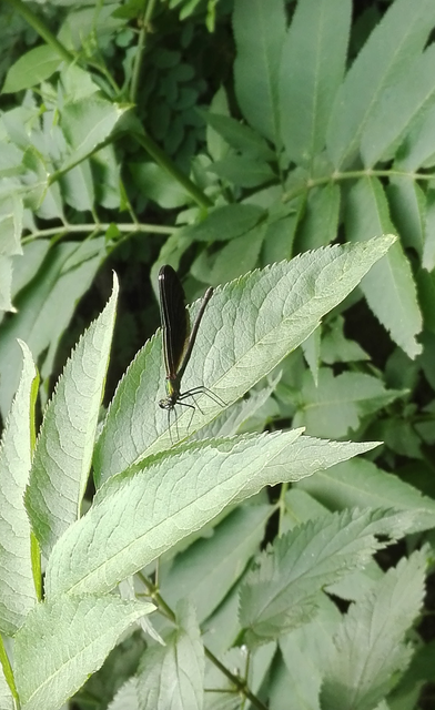 Calopteryx virgo - kisasszony-szitakötő
