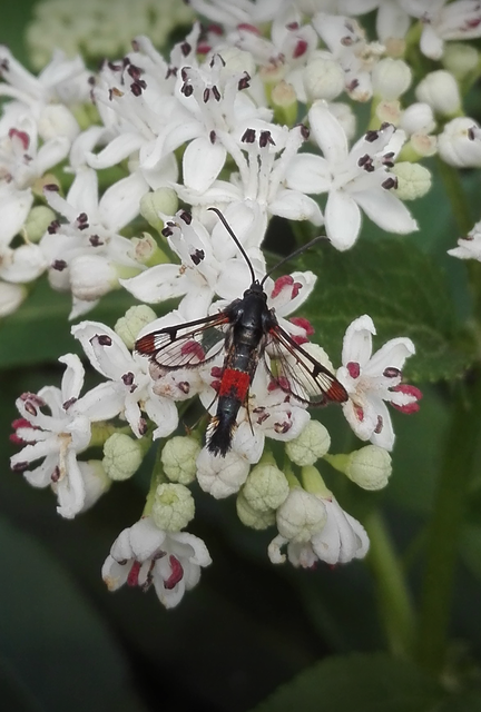 Synanthedon formicaeformis - hangyaszitkár