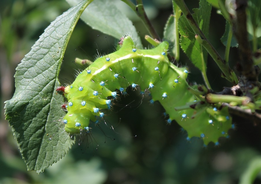 Saturnia pyri - nagy pávaszem