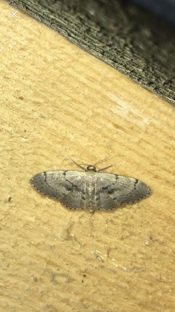 Idaea laevigata - sötétfoltos apróaraszoló