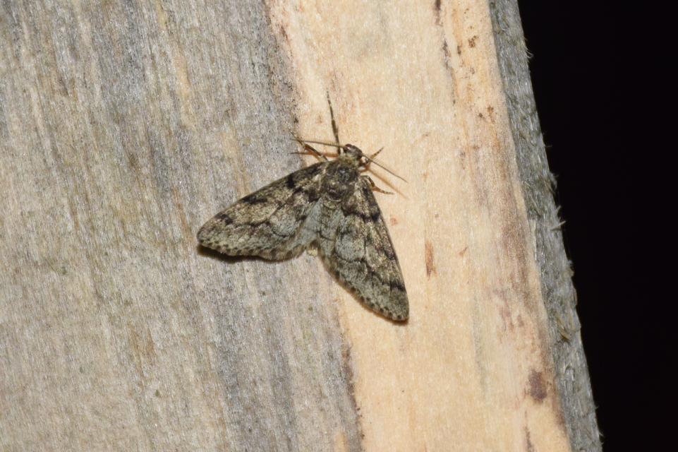 Tephronia sepiaria - zuzmóaraszoló
