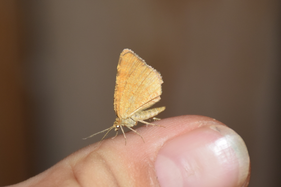 Macaria brunneata - okkermintás hegyiaraszoló