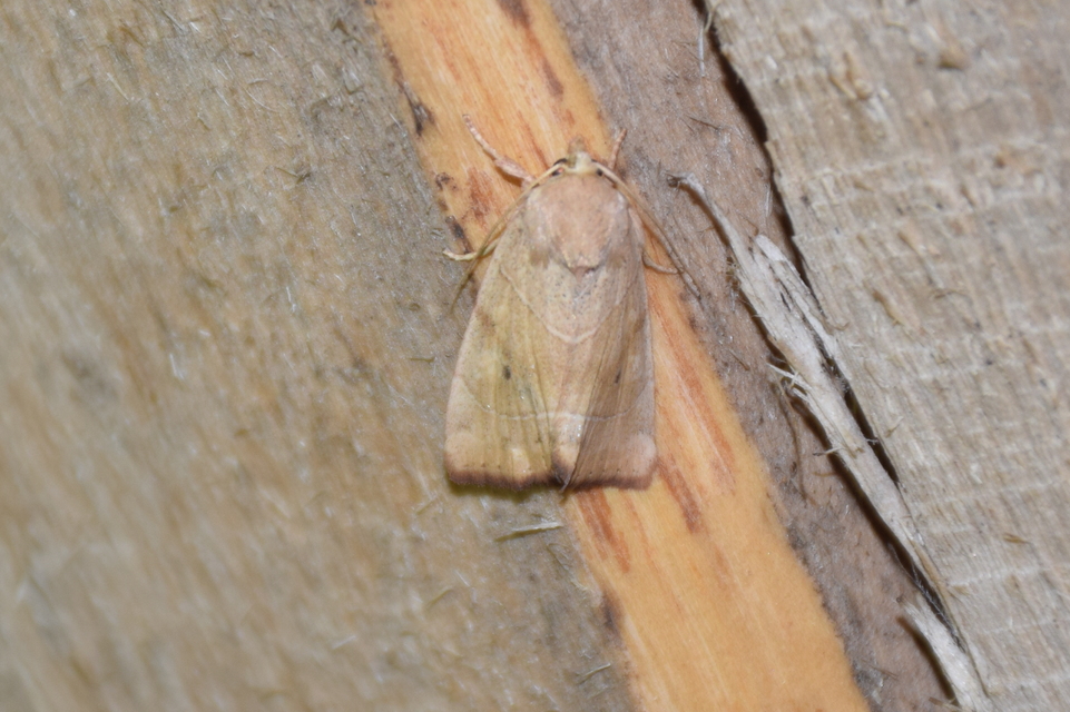 Cosmia trapezina - közönséges lombbagoly
