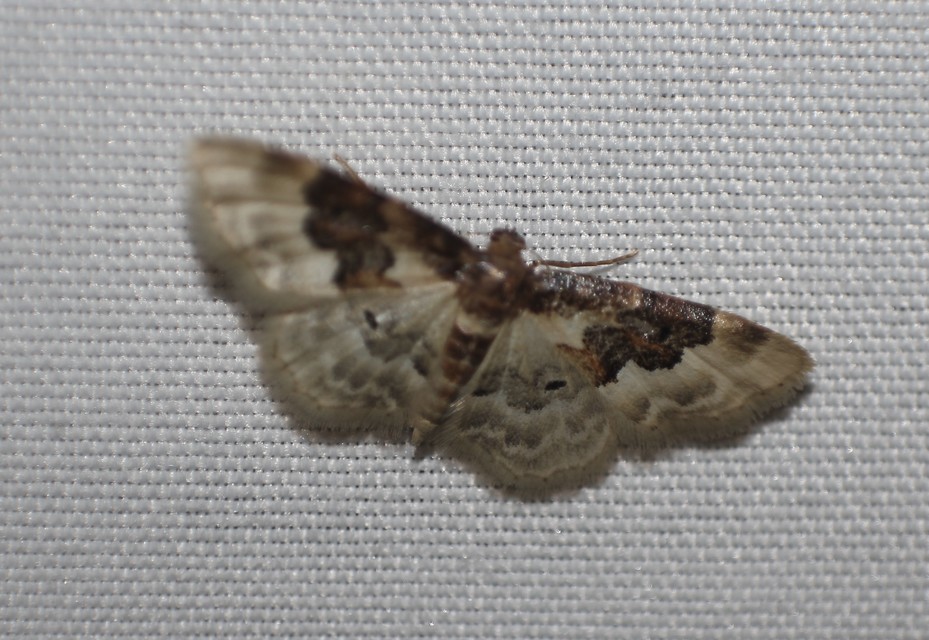 Idaea rusticata - tarka apróaraszoló
