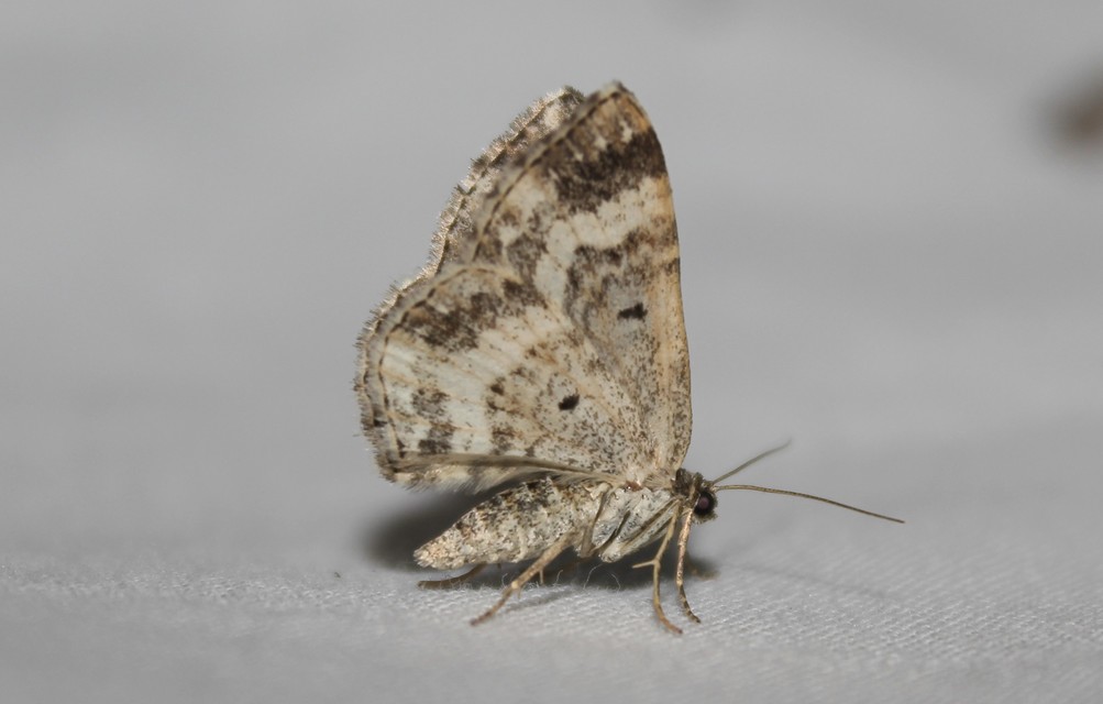 Epirrhoe alternata - galaj-tarkaaraszoló
