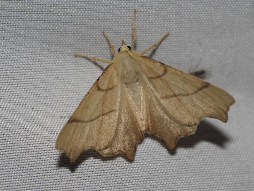 Ennomos erosaria - hársfa-levélaraszoló