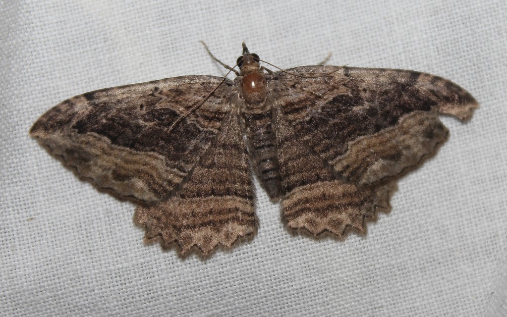 Philereme transversata - varjútövis-araszoló