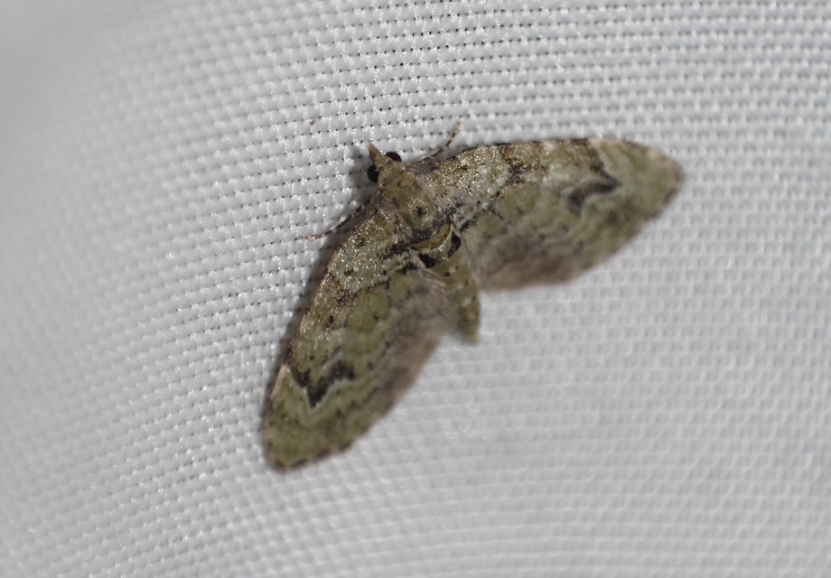 Chloroclystis v-ata - zöldes törpearaszoló