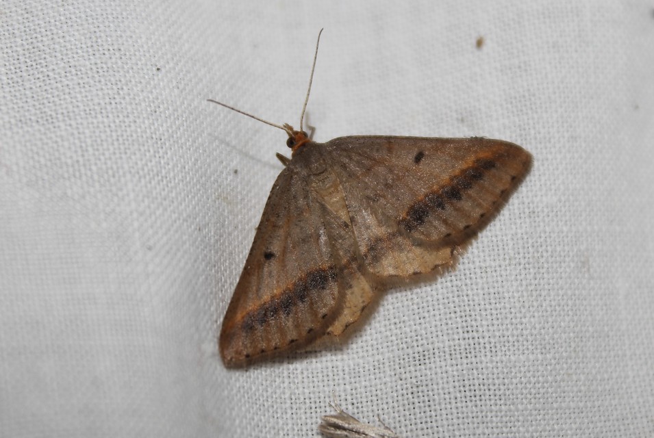 Tephrina arenacearia - lucerna-araszoló