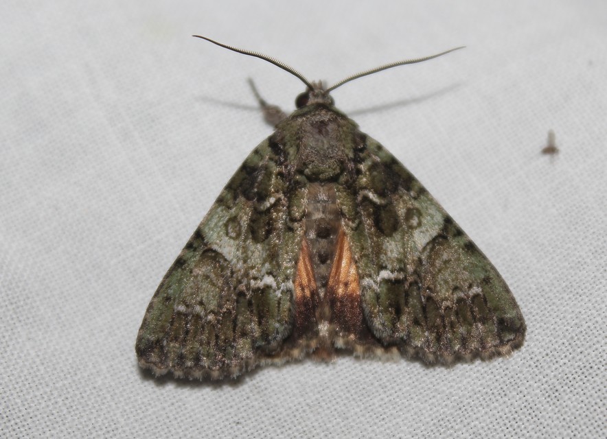 Polyphaenis sericata - selyemfényű erdeibagoly