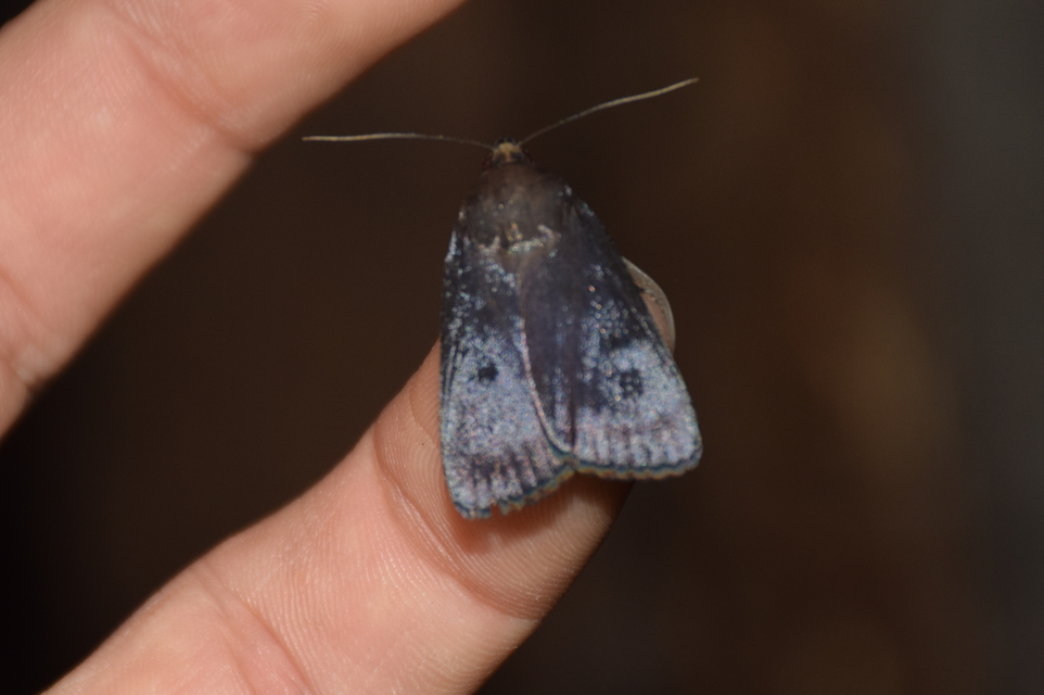 Amphipyra livida - zsírfényű bagoly