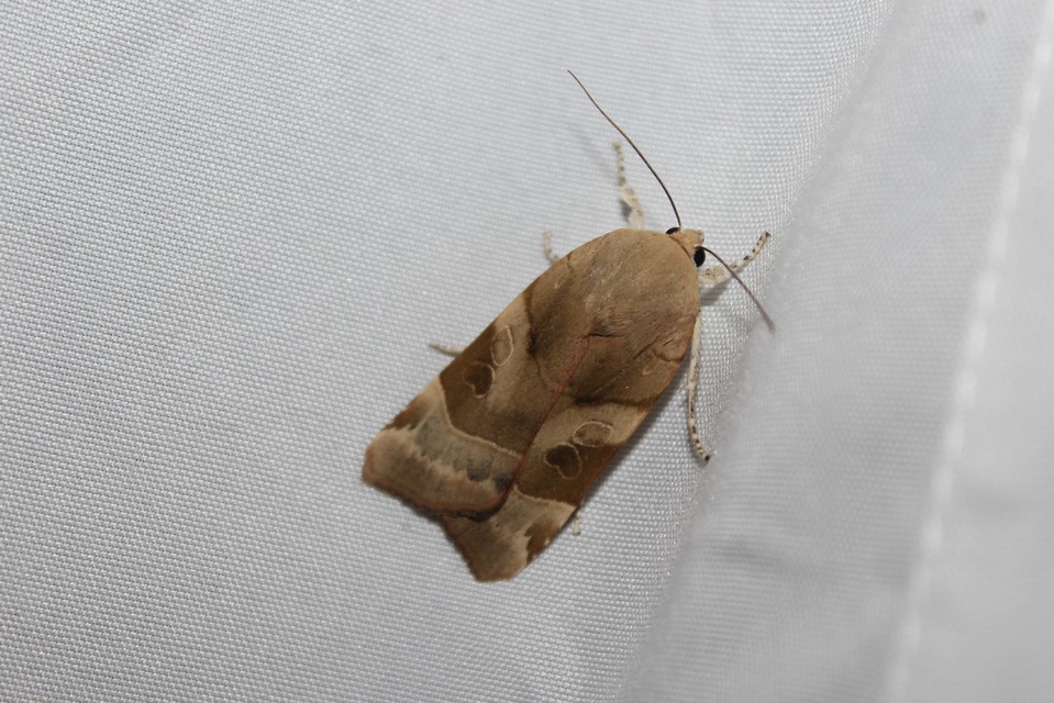 Noctua fimbriata - szélessávú sárgafűbagoly