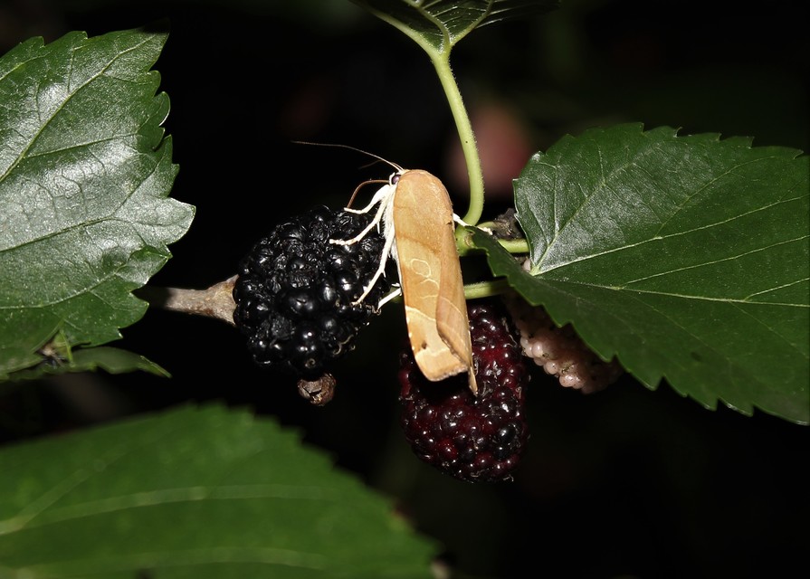Noctua fimbriata - szélessávú sárgafűbagoly