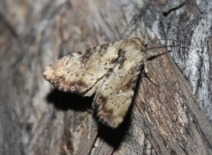Loscopia scolopacina - csinos dudvabagoly