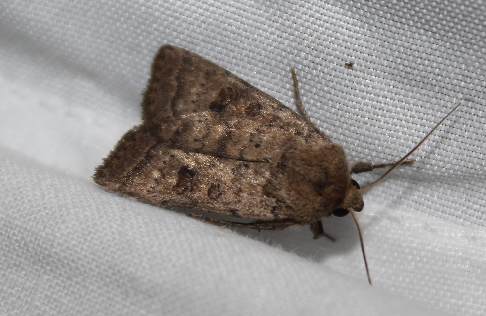 Hoplodrina octogenaria - barna selymesbagoly