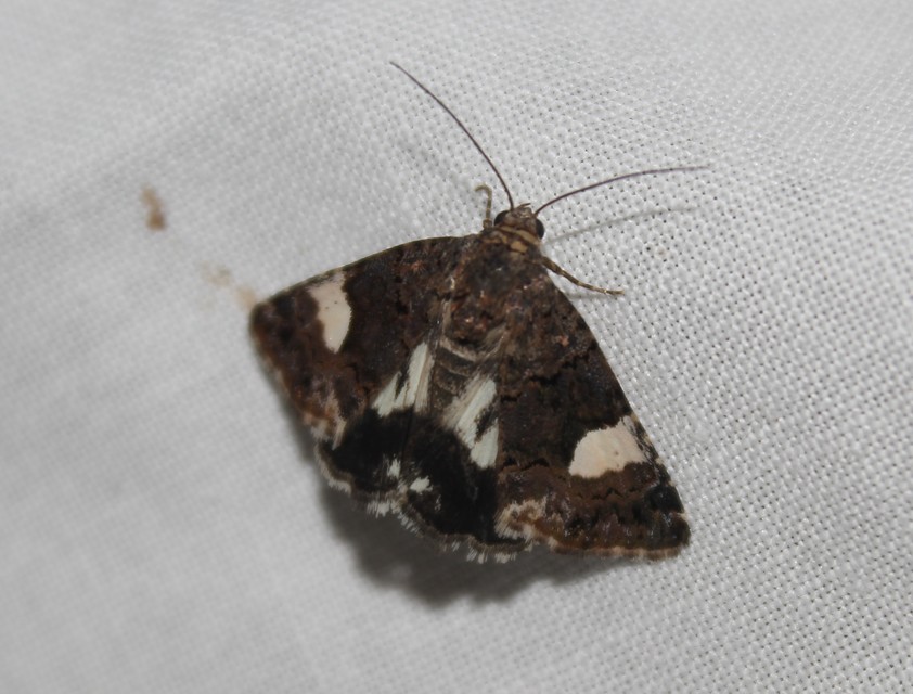 Tyta luctuosa - fekete nappalibagoly