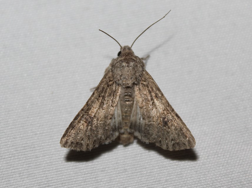 Hadula trifolii - lóherebagoly