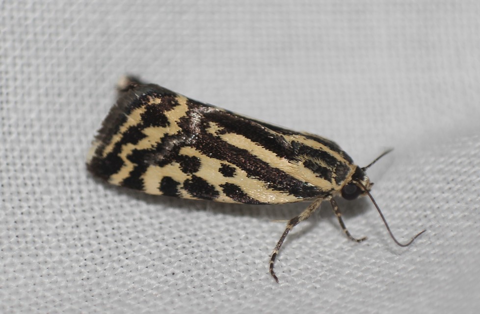Emmelia trabealis - zebrabagoly