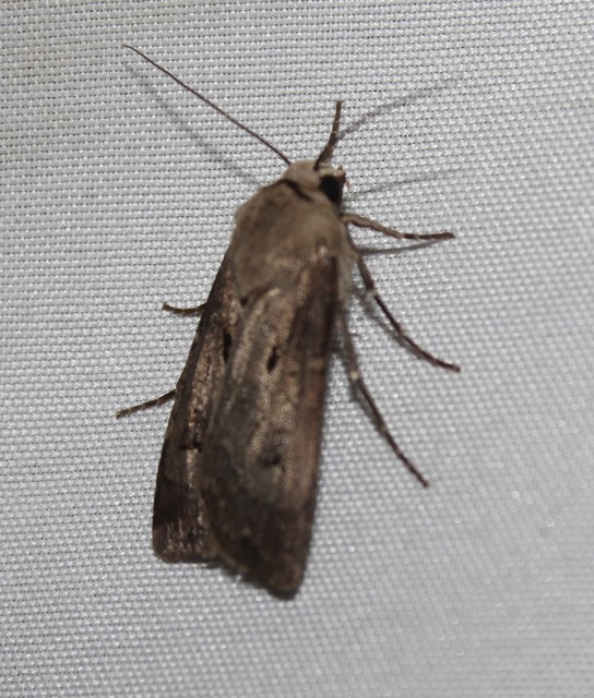 Agrotis exclamationis - felkiáltójeles földibagoly