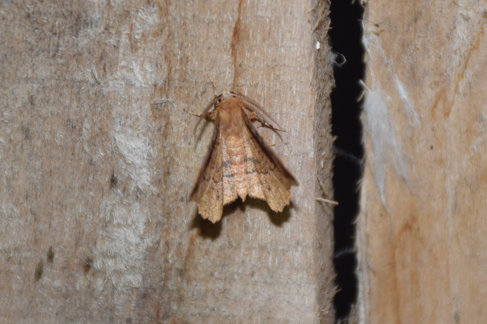 Selenia tetralunaria - négyfoltos holdasaraszoló