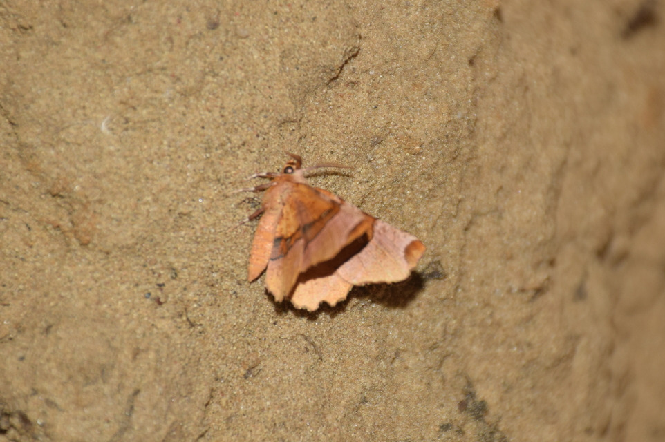 Selenia lunularia - egyfoltos holdasaraszoló