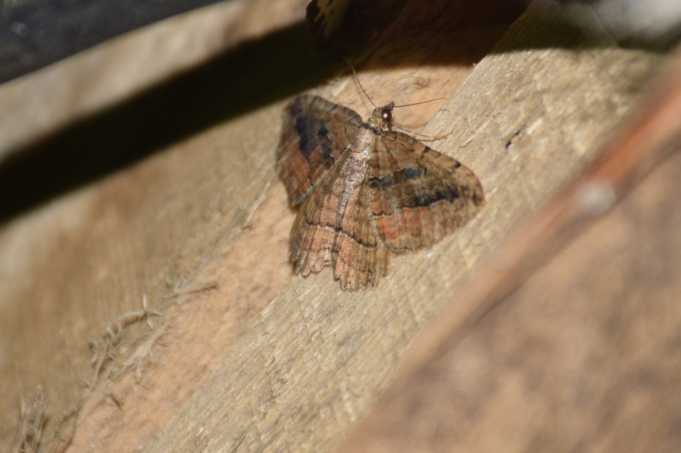 Philereme transversata - varjútövis-araszoló