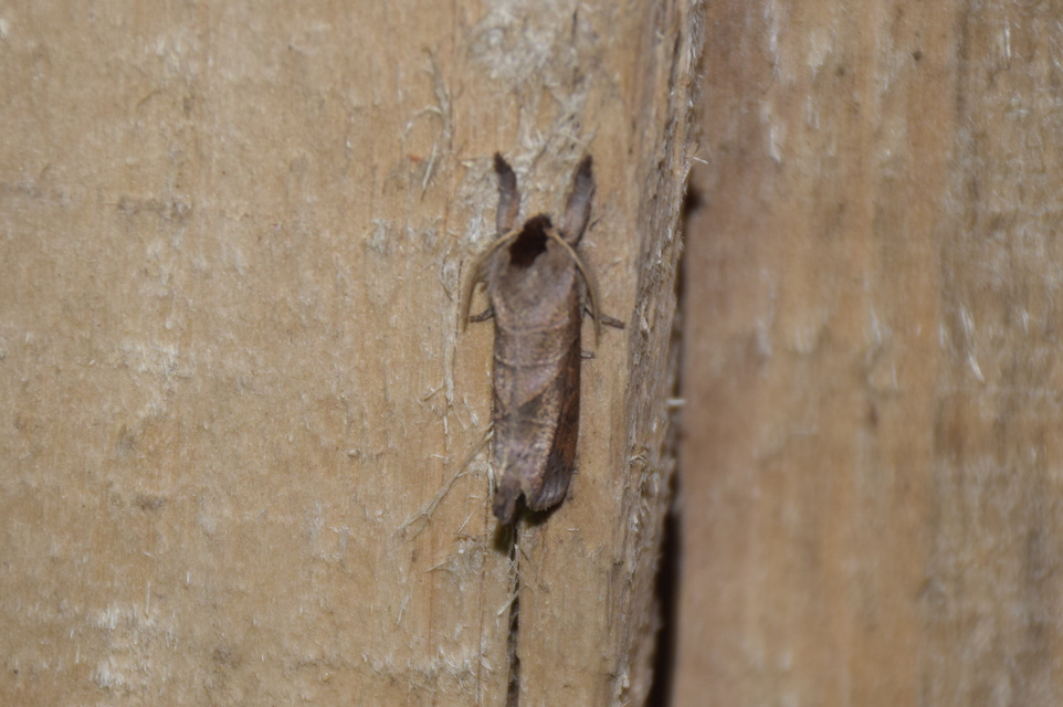 Clostera anastomosis - barna levélszövő