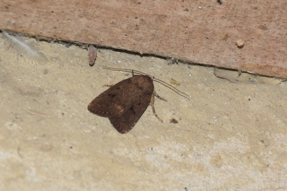 Amphipyra tragopoginis - bakszakállbagoly