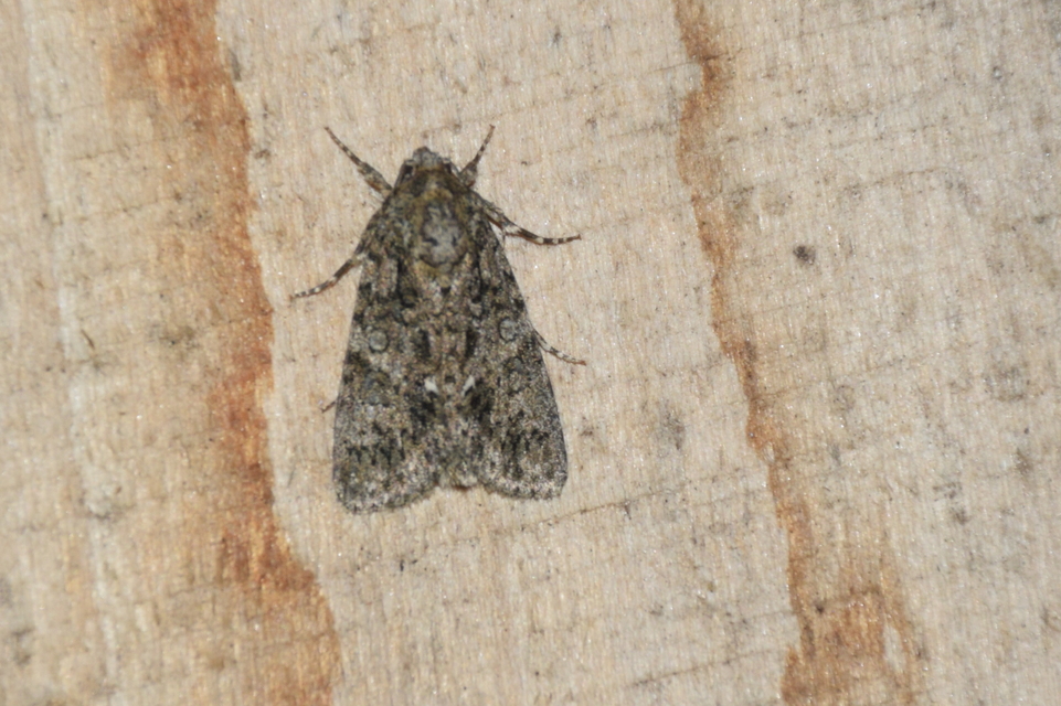 Acronicta rumicis - sóska-szigonyosbagoly