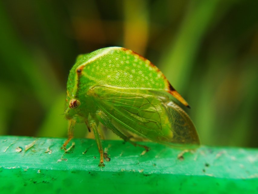 Stictocephala bisonia - bivalykabóca