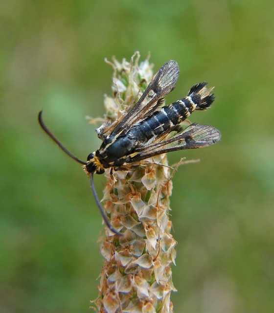 Sesiidae - szitkárfélék