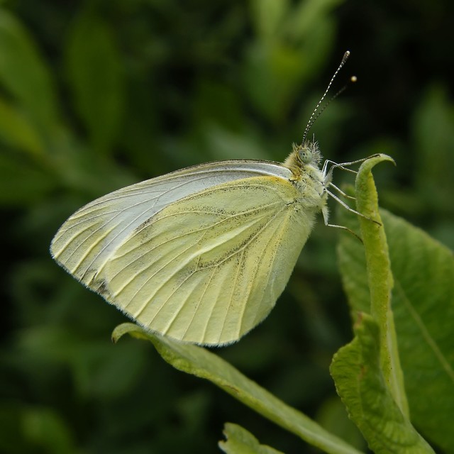 Pieris napi - repcelepke