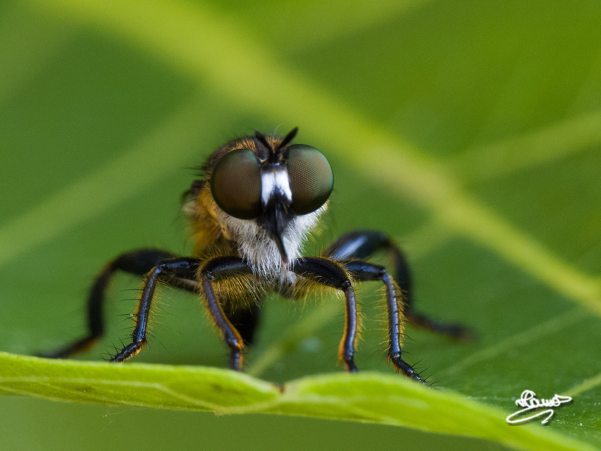 Choerades fimbriata/fulva