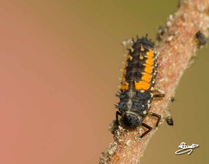 Harmonia axyridis - harlekinkatica