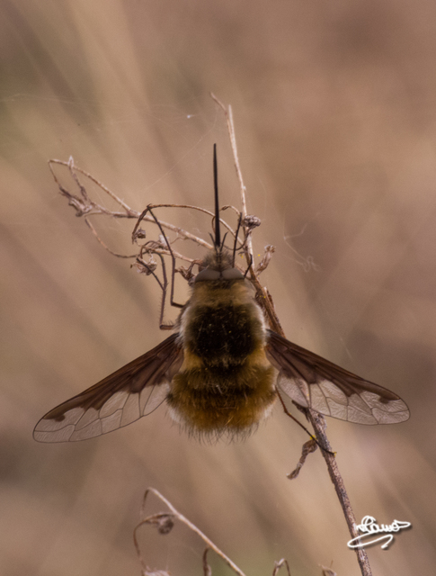 Bombylius major - szegélyes pöszörlégy
